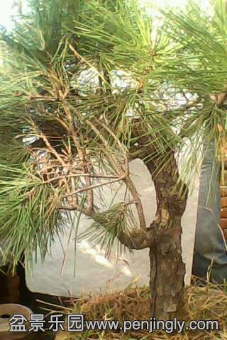IMG0547A.jpg