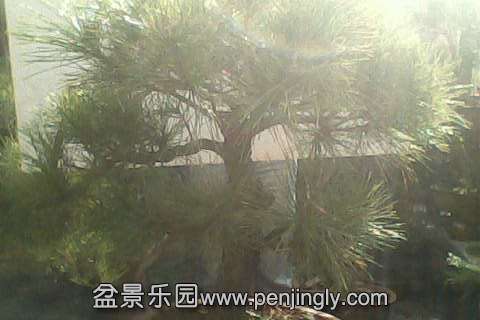 IMG0551A.jpg