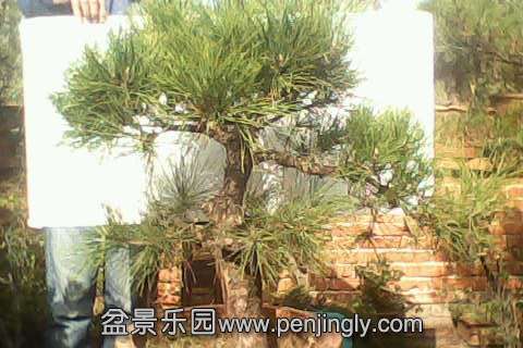 IMG0550A.jpg