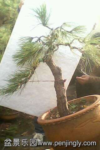 IMG0553A.jpg