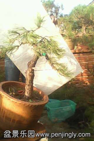 IMG0554A.jpg