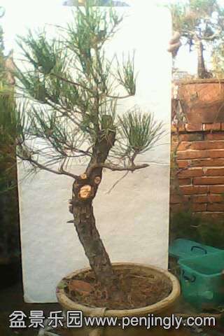 IMG0557A.jpg