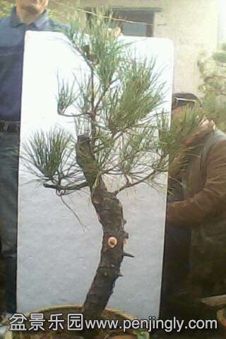 IMG0556A.jpg