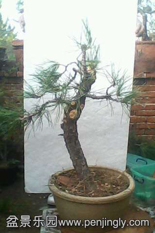 IMG0559A.jpg
