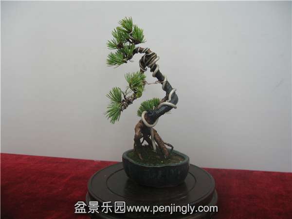 IMG_2959.JPG