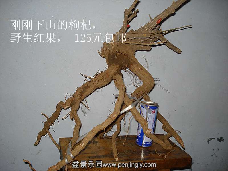DSC06596_.jpg