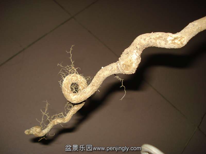 DSC06616_.jpg