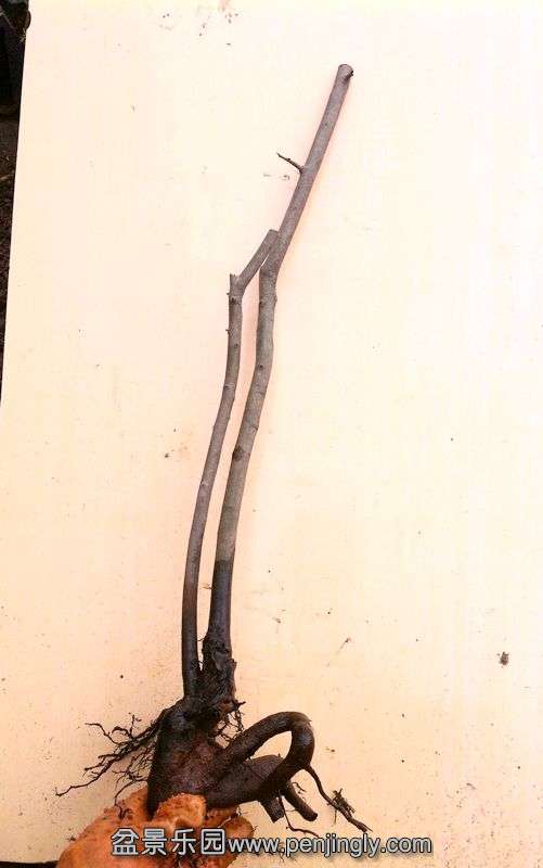 Ƭ 040.jpg