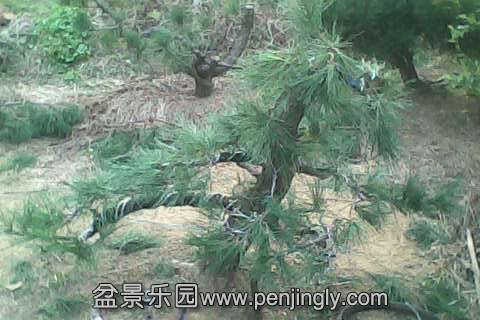 IMG0383A.jpg