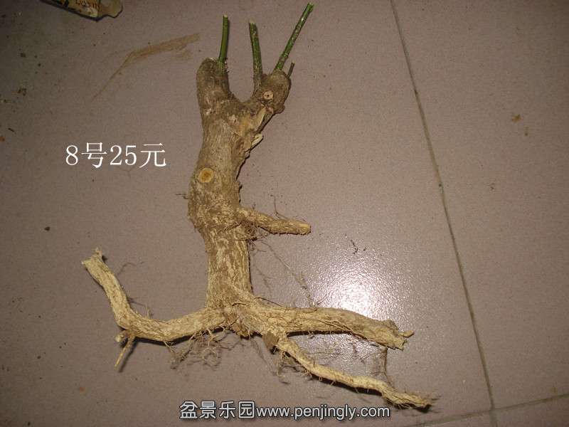 DSC06652_.jpg