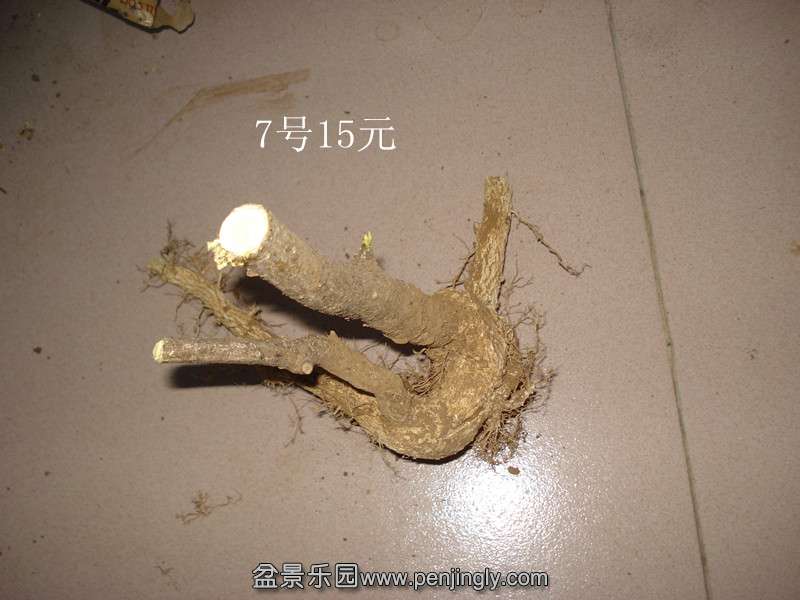 DSC06653_.jpg