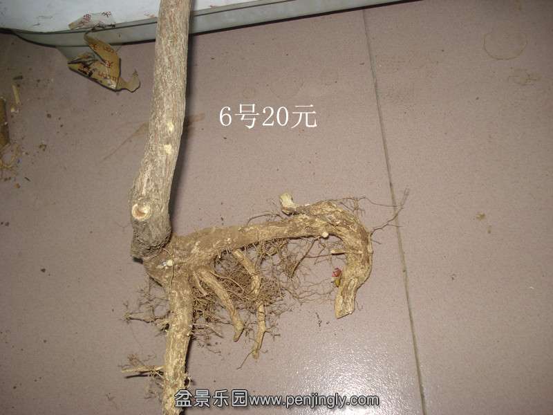 DSC06654_.jpg