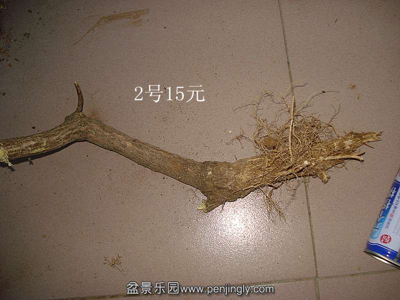 DSC06659_.jpg