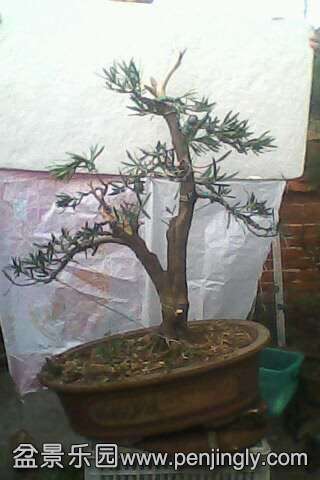 IMG0577A.jpg