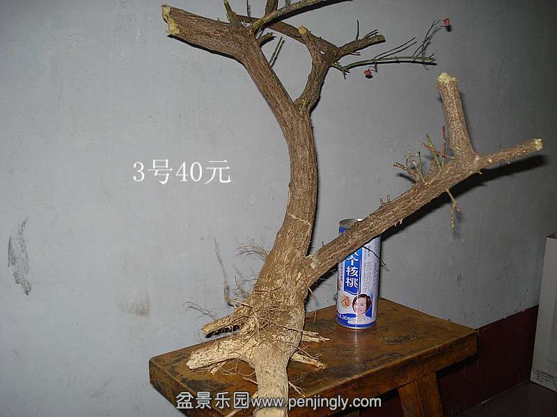 DSC06619__.jpg