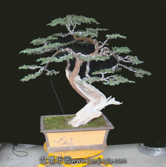 DSC07557.gif