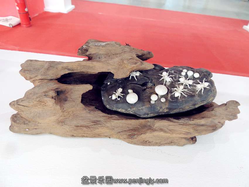 DSCN3183_.jpg