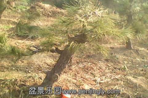 IMG0623A.jpg