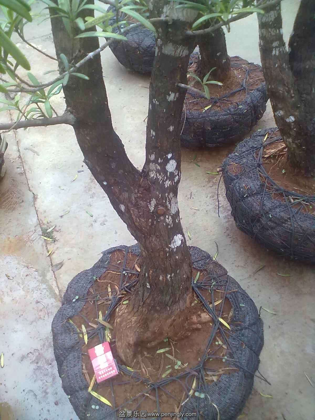 20131120494.jpg