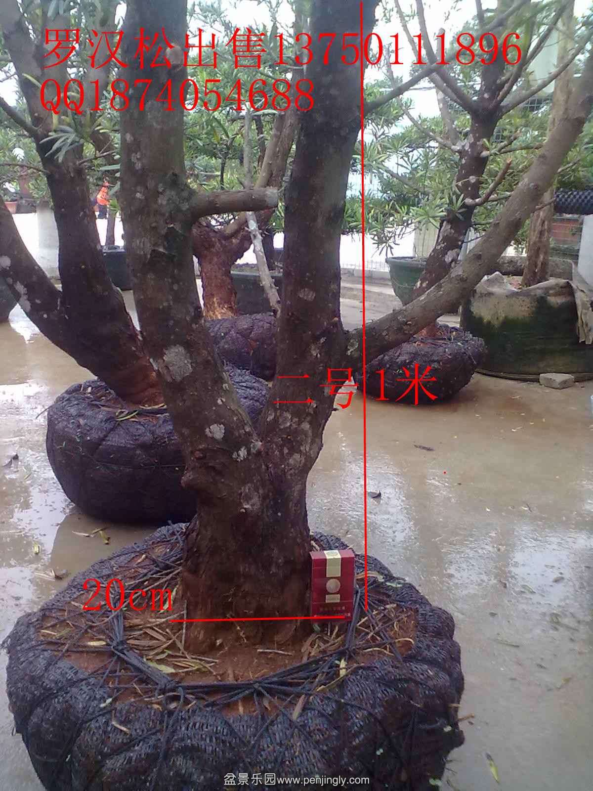 20131120495.jpg
