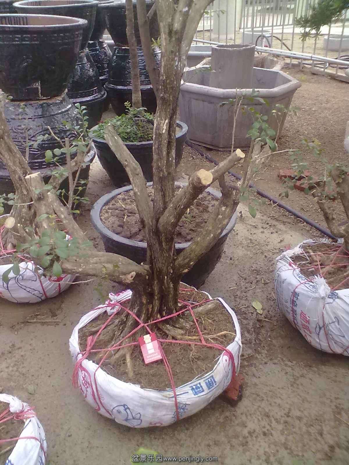 20131120511.jpg
