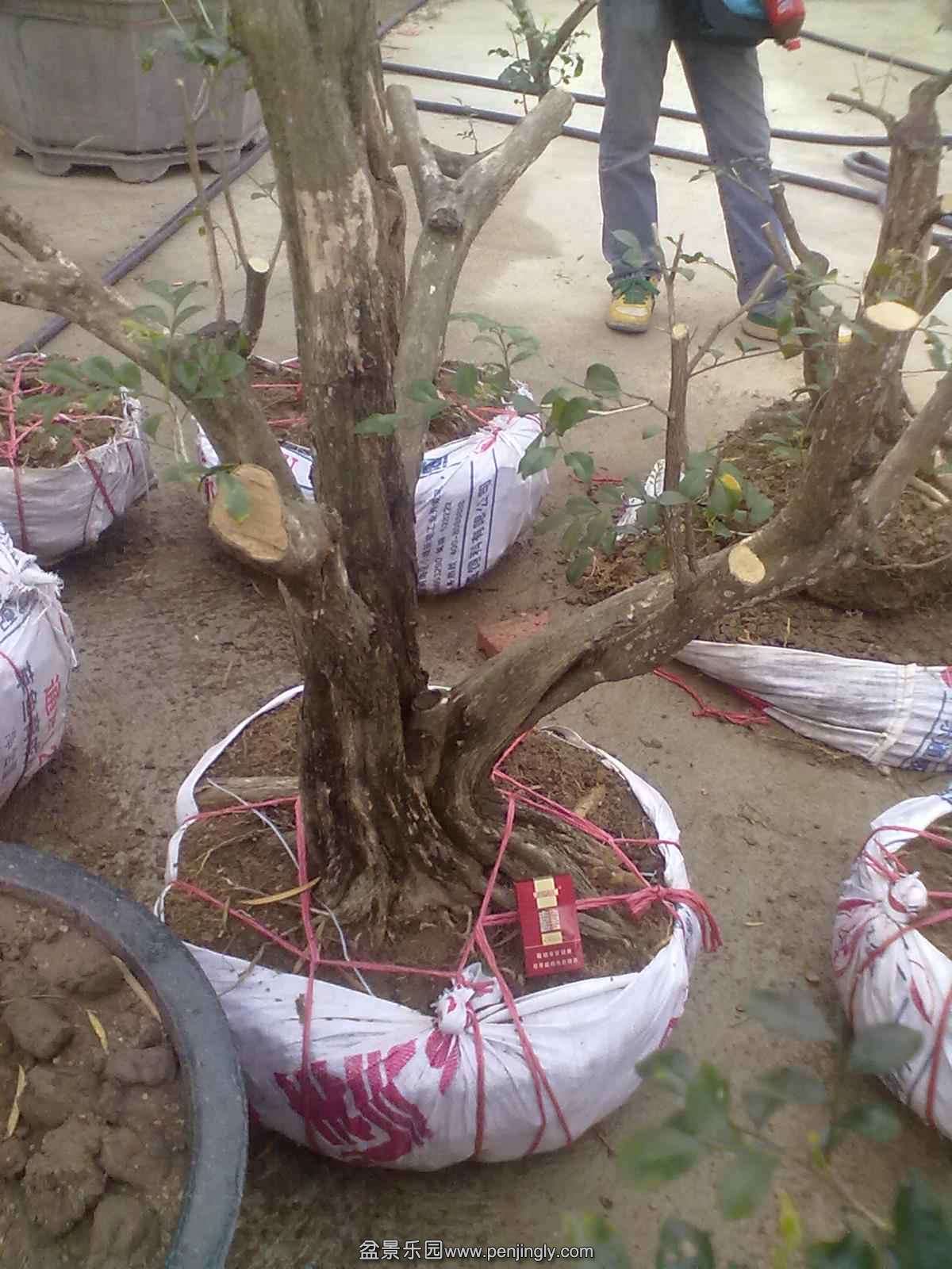 20131120513.jpg