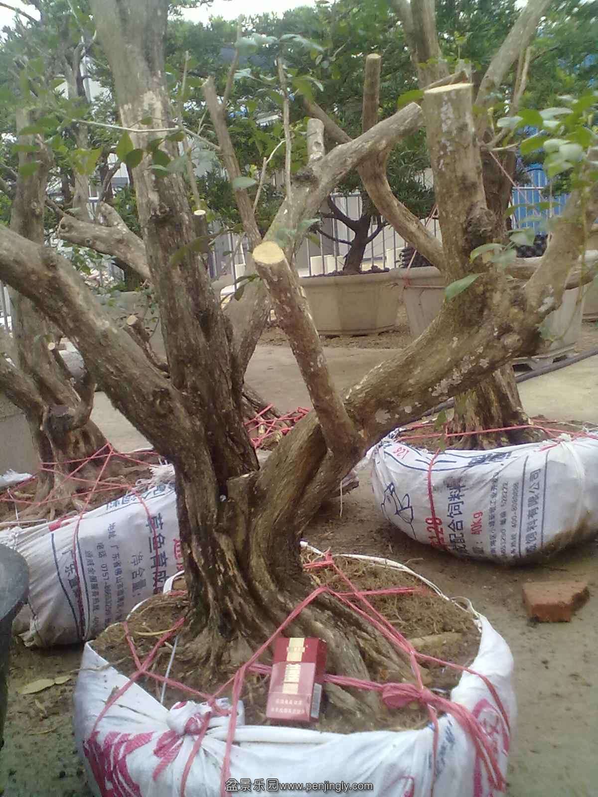 20131120515.jpg