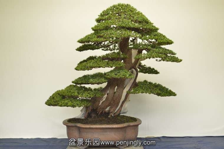 yew1.jpg