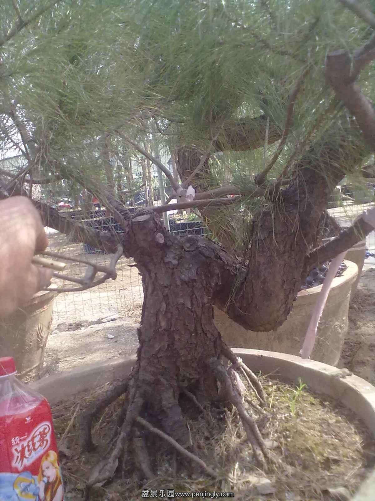 20131121604.jpg
