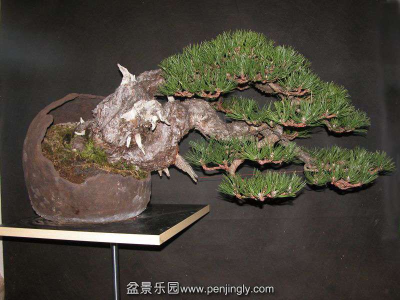 BlackPine09.jpg