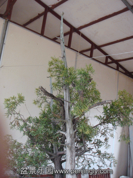 DSC07570.gif