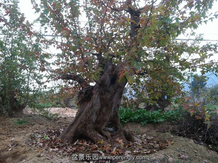 psb6041338918455905713.jpg