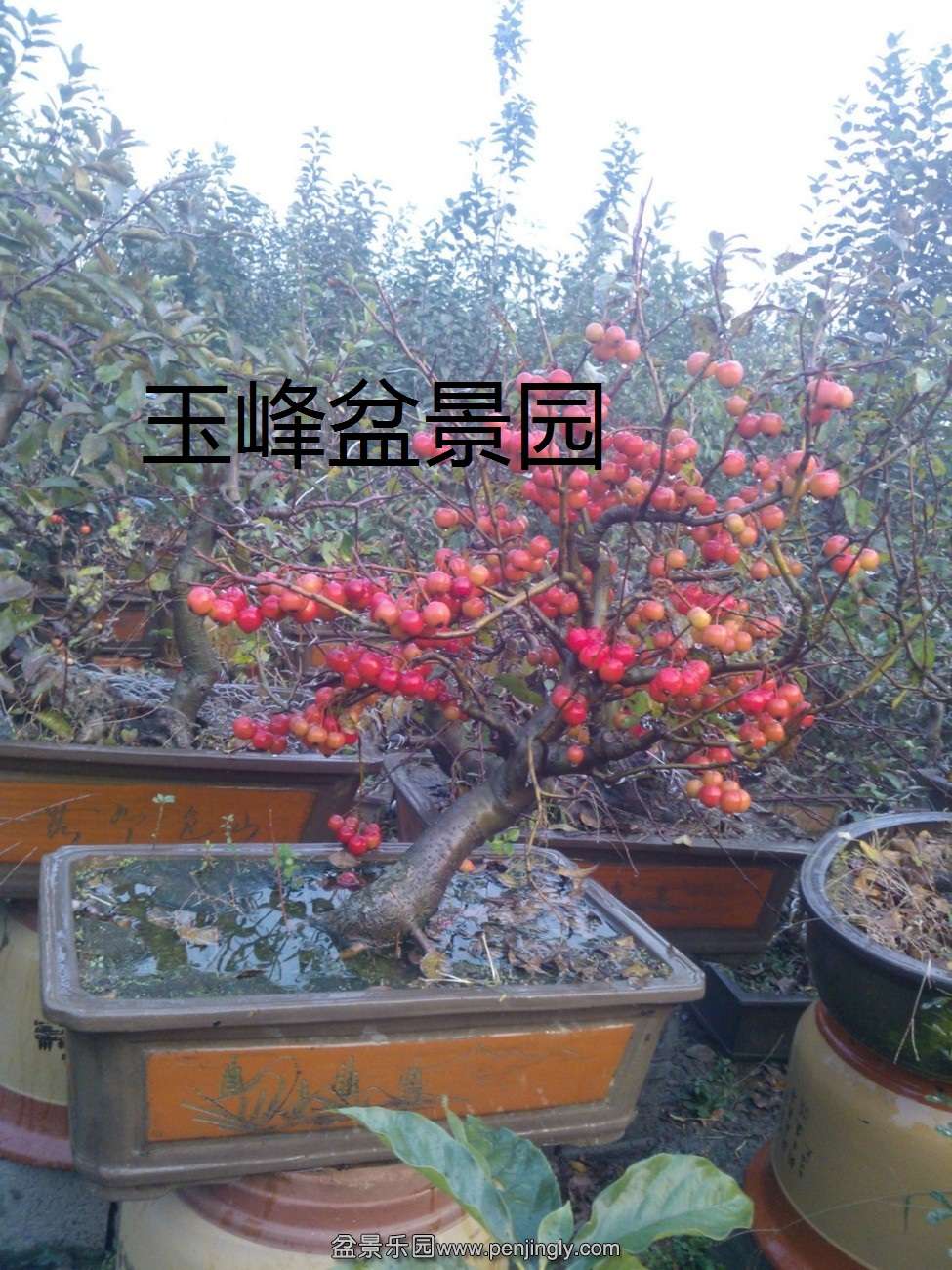 WP_000486_1.jpg