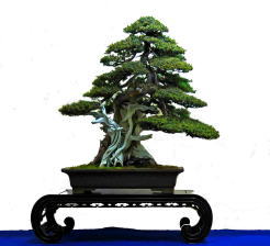 h21.meif_aokage-fumio_tosho (1).jpg