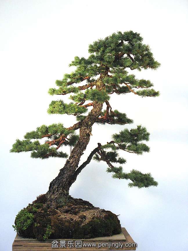 engelmannspruce1.jpg