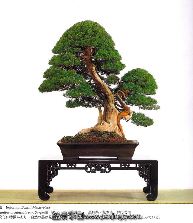 largekokufujuniper.jpg