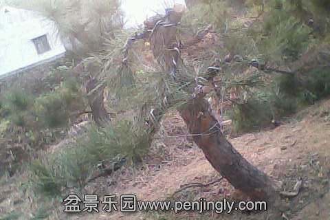 IMG0382A.jpg