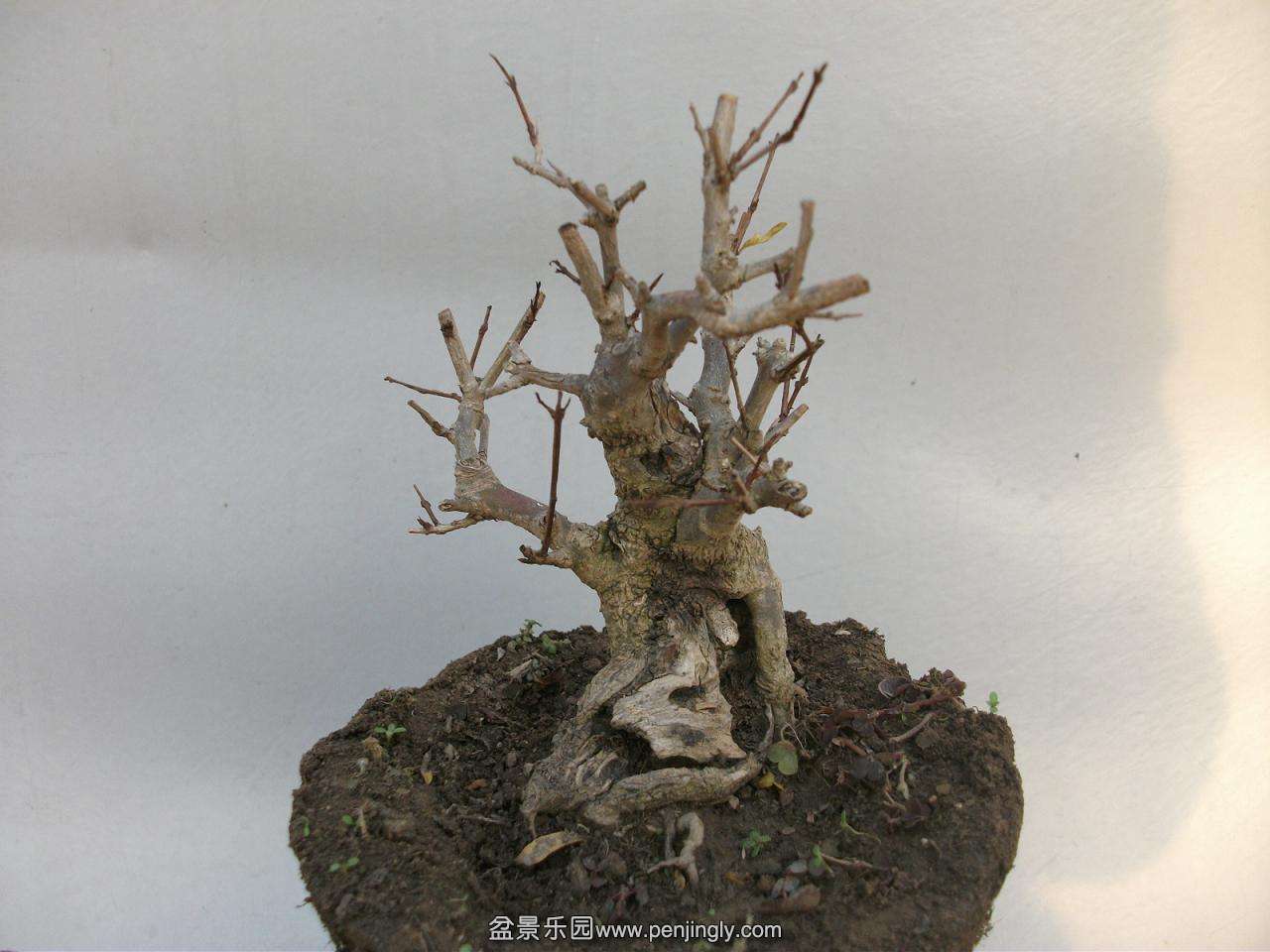 Ƭ 005.jpg