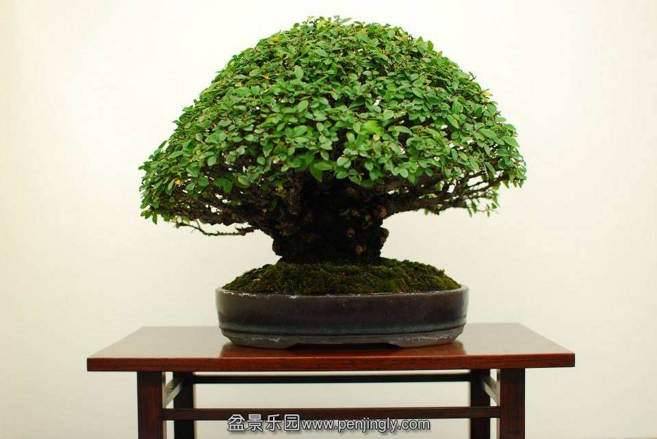 Shuga Ten 01-11-2013 047.jpg