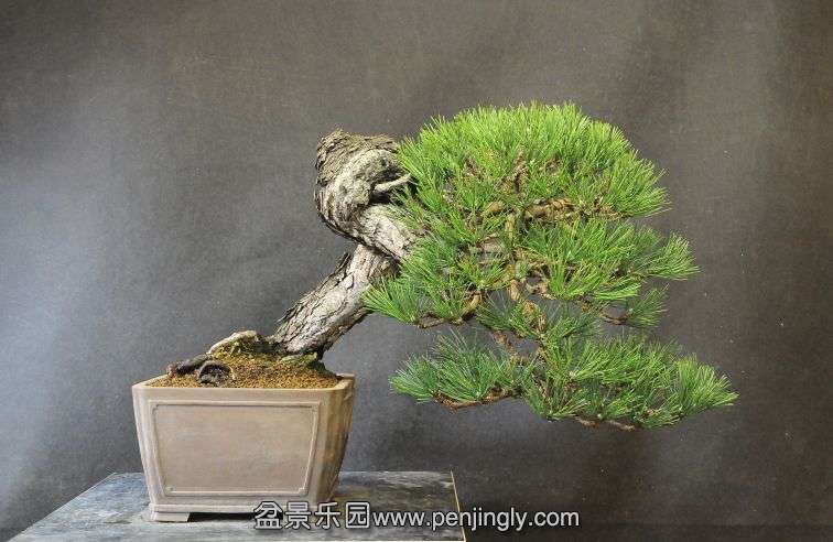 Pine_1111.jpg