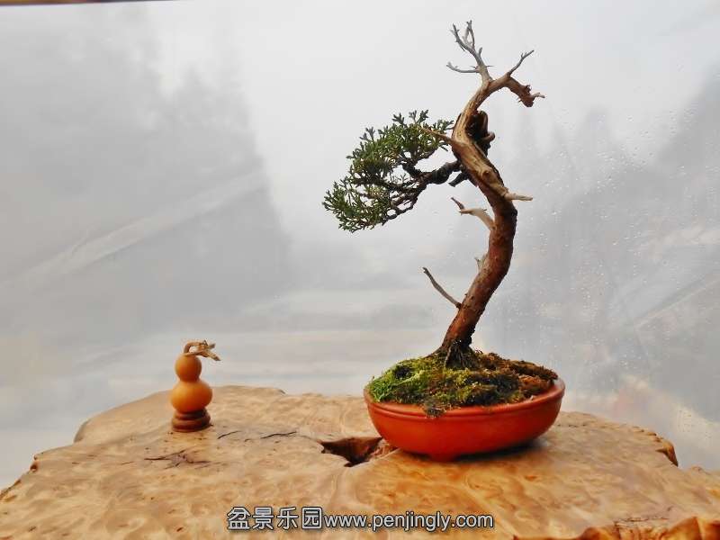 DSCN0433 (800x600).jpg