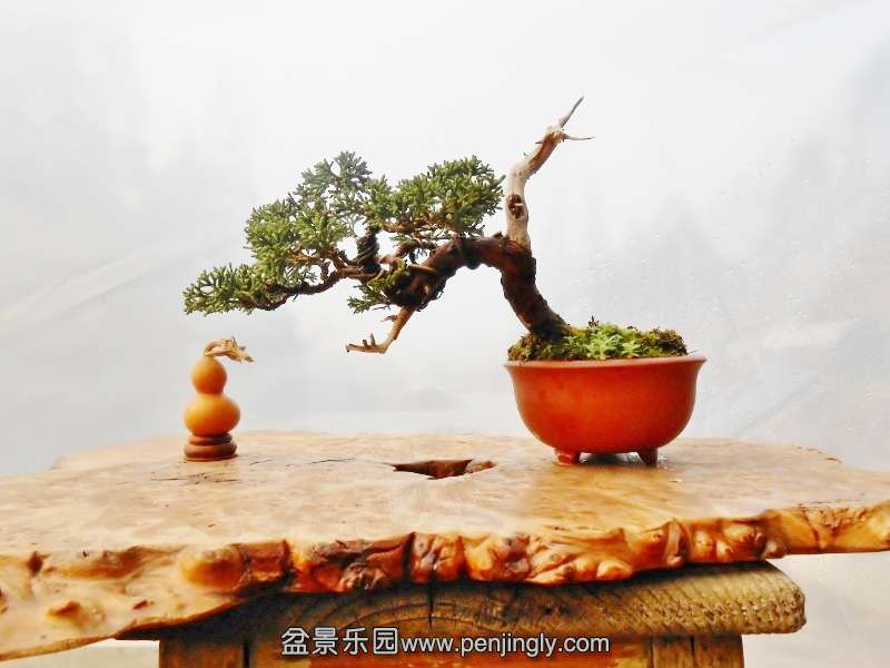 DSCN0435 (800x600).jpg