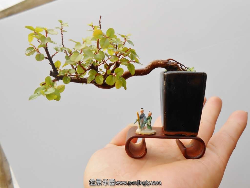 DSCN0484 (1024x768).jpg