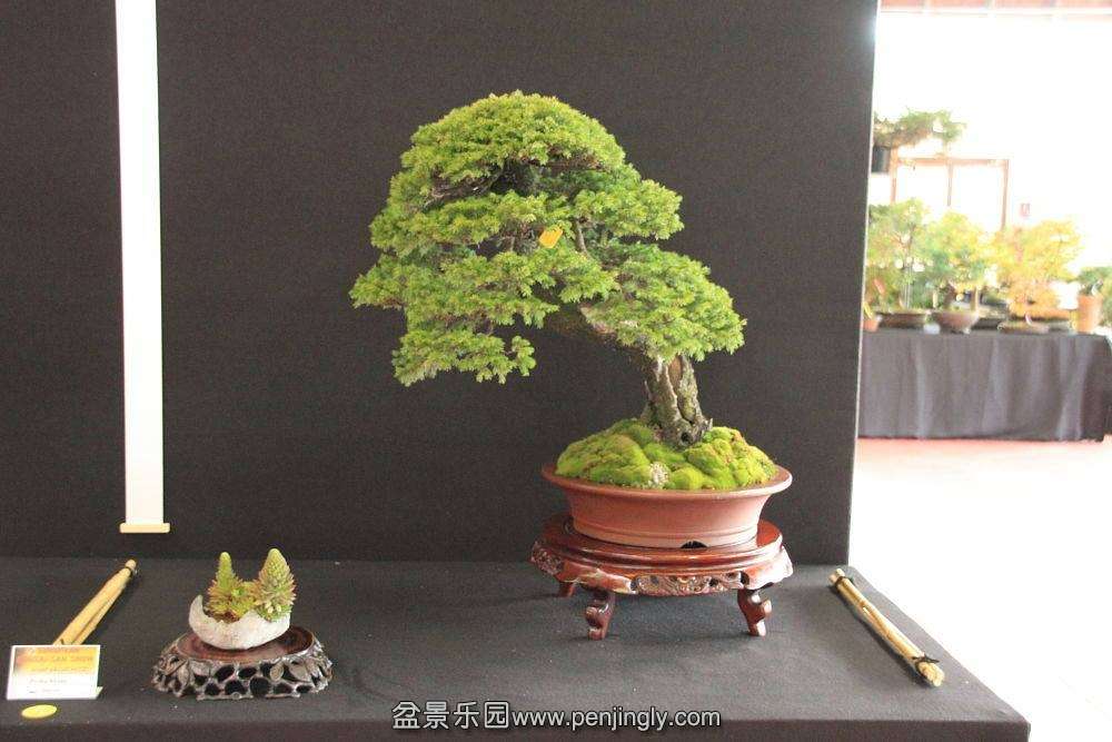 European Bonsai-San Show Saulieu 2013 013.jpg