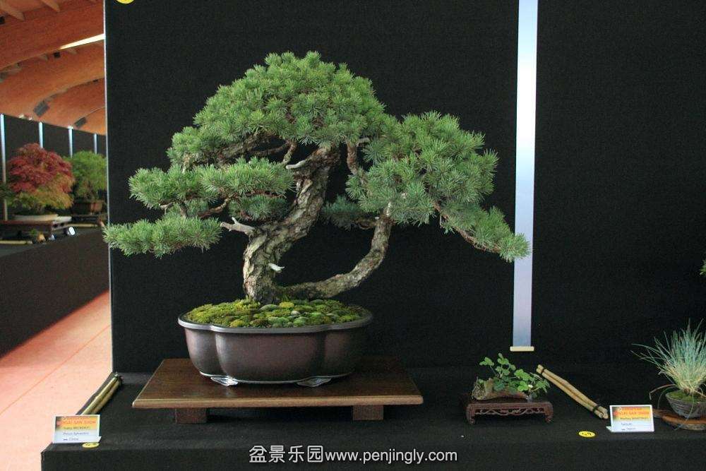 European Bonsai-San Show Saulieu 2013 053.jpg