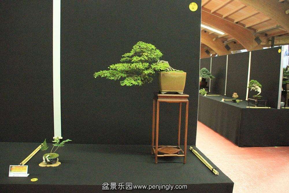 European Bonsai-San Show Saulieu 2013 062.jpg