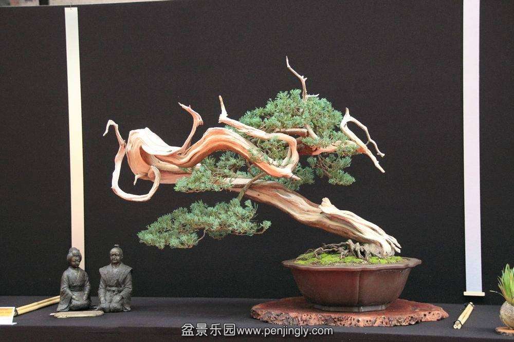 European Bonsai-San Show Saulieu 2013 097.jpg