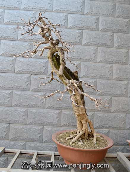 DSC_0539.JPG