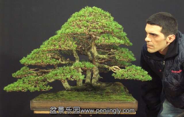 20-pinus-sylvestris-bonsai.jpg