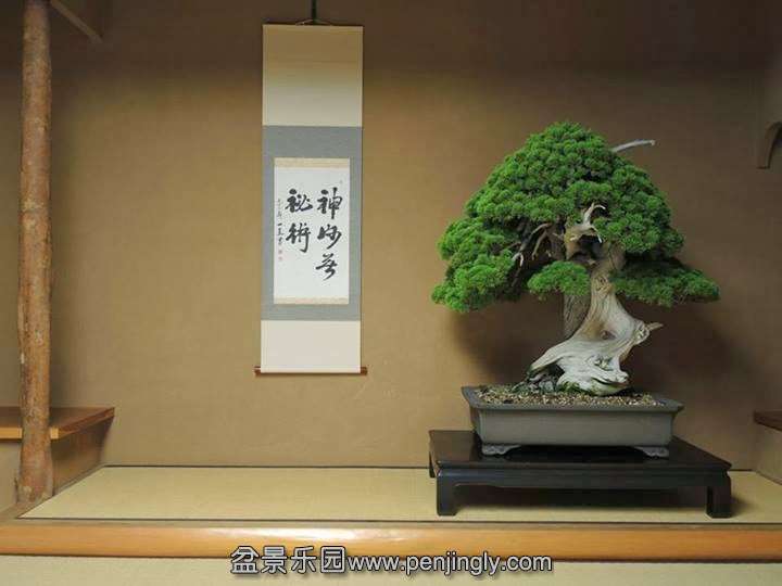 800-year-old-bonsai-tree.jpg